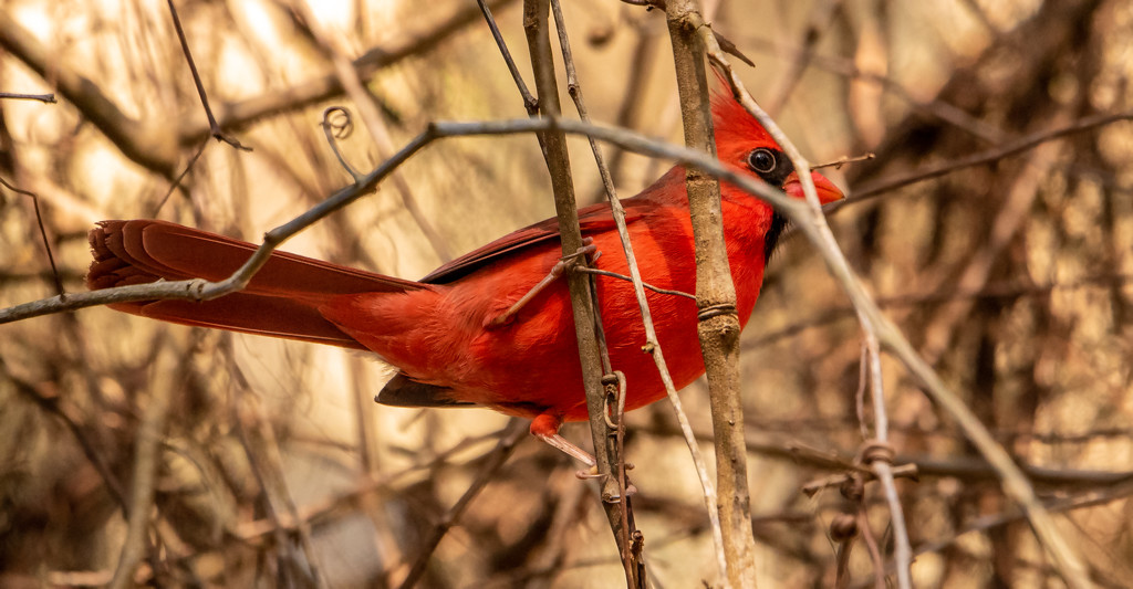 Mr Cardinal Hiding in the Bush! by rickster549