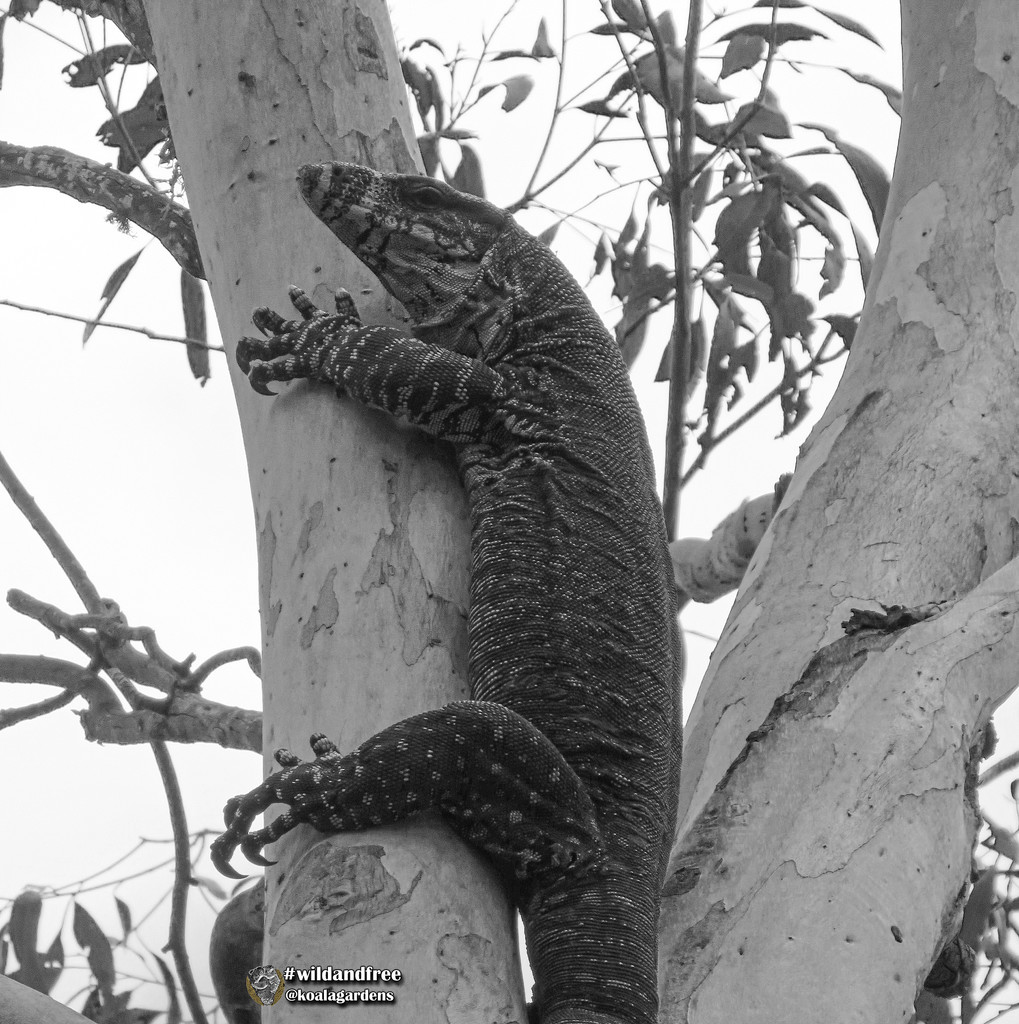 arboreal portraits by koalagardens