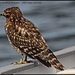 Juvenile Hawk by madamelucy