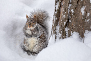 18th Feb 2021 - Please? Imploring Squirrel