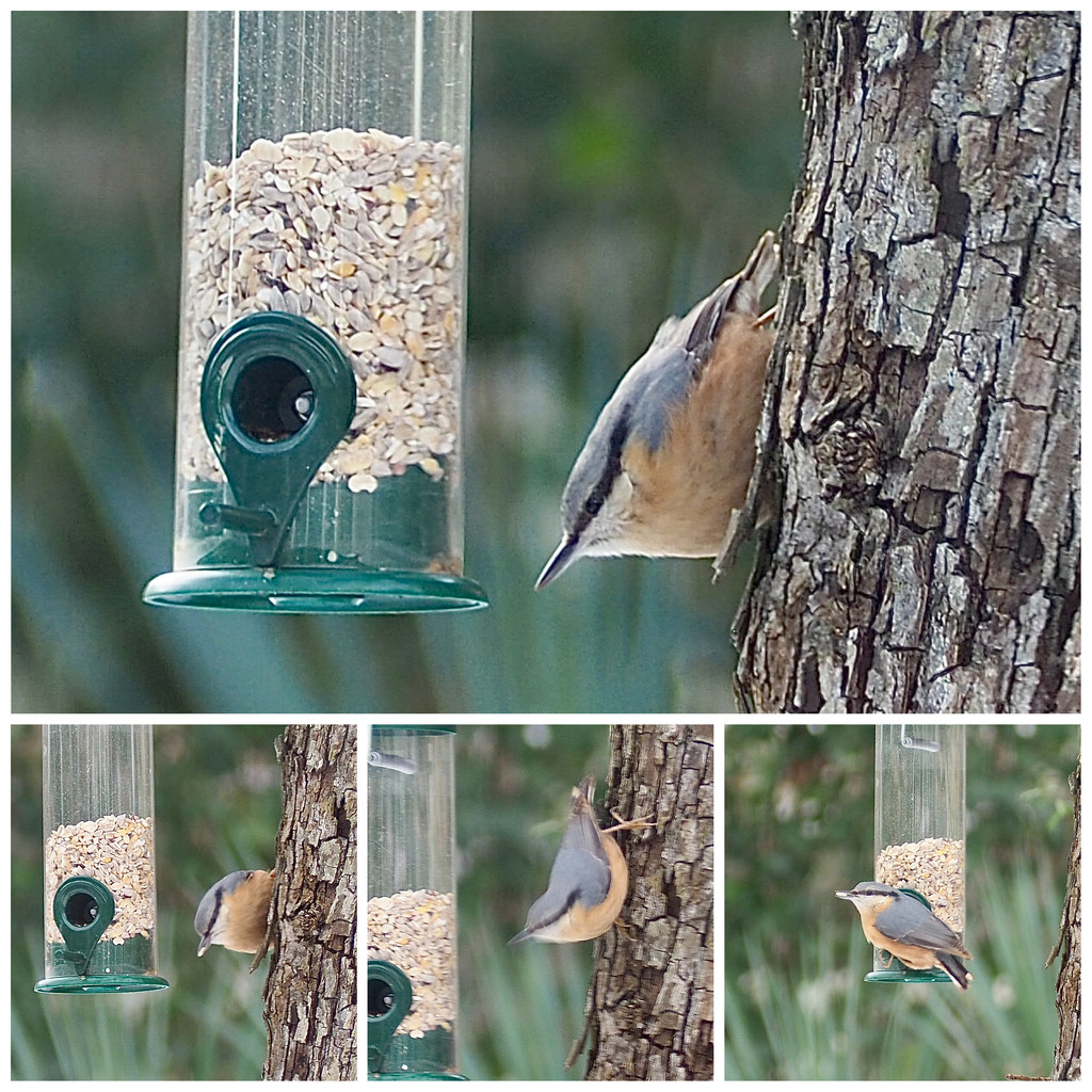 Nuthatch  by jacqbb