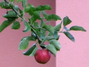 23rd Aug 2020 - Red Apple on a pink wall