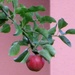 Red Apple on a pink wall by lellie