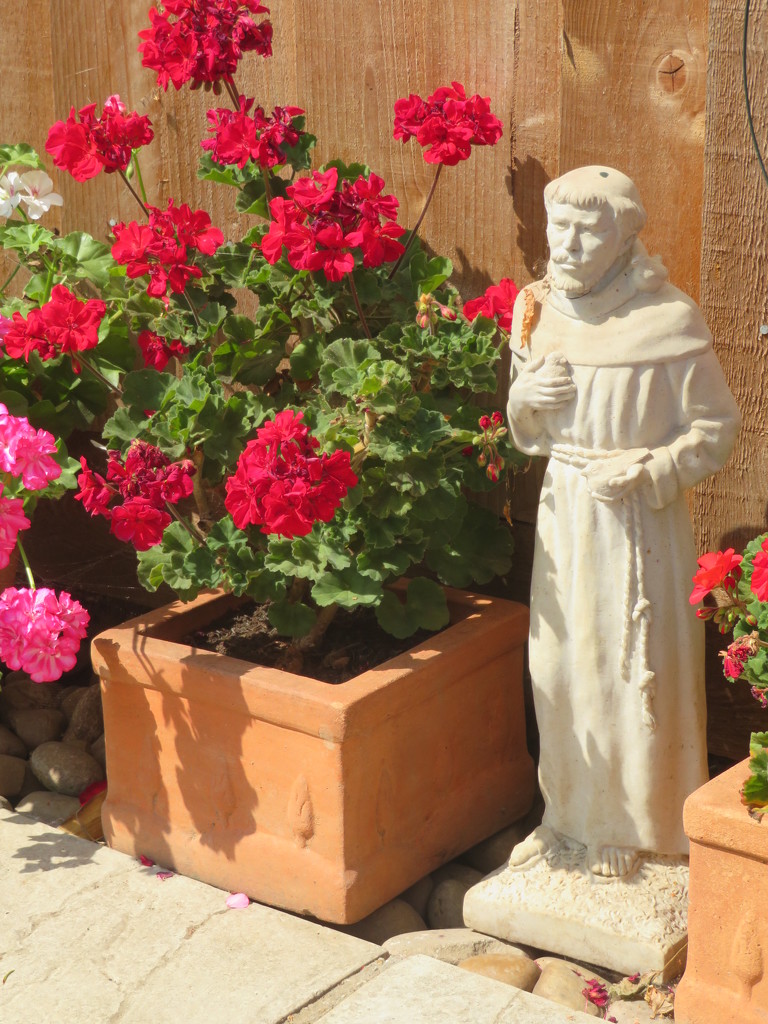 St Francis in the geraniums by lellie