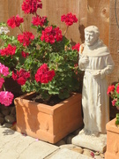 11th Aug 2020 - St Francis in the geraniums