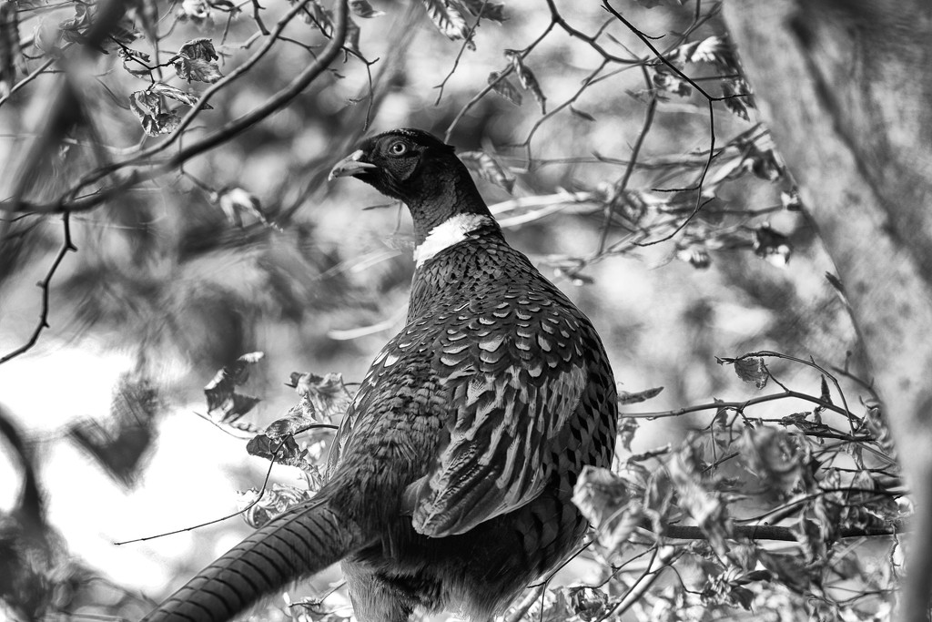 Portrait of a Pheasant by jamibann