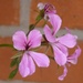 Pink geranium by lellie