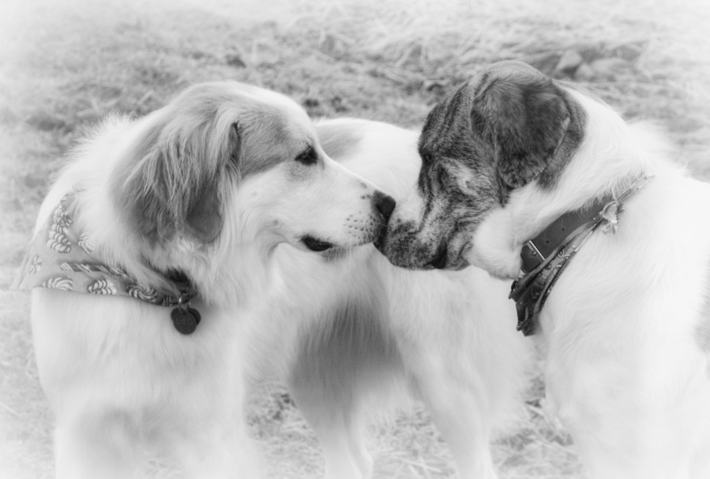 Nose to Nose by kvphoto