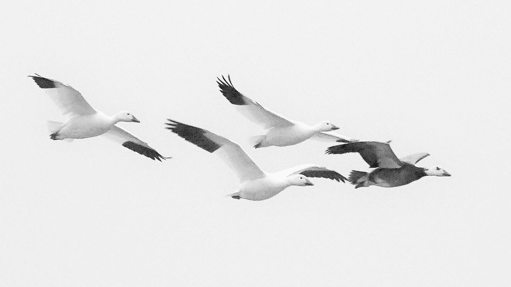 Snow Geese on the Move by milaniet