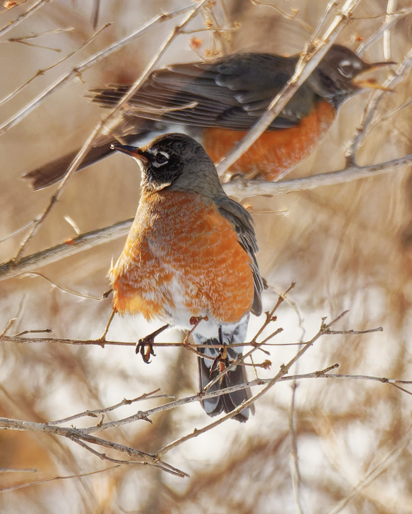 American robins  by rminer