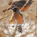 American robins  by rminer