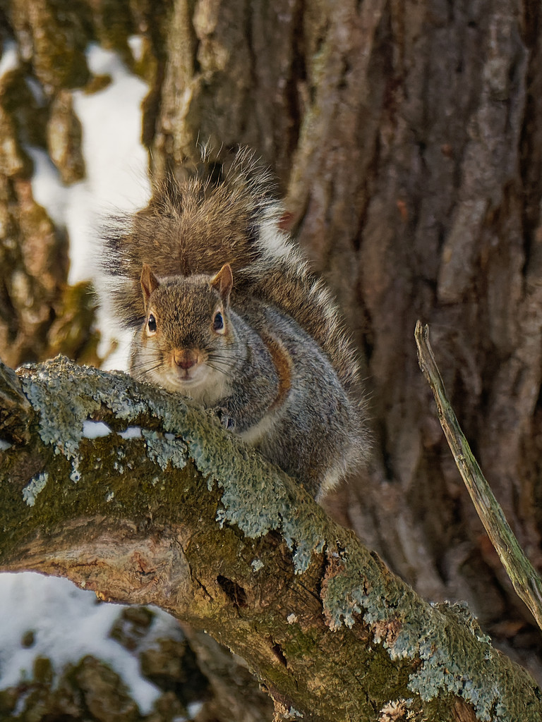 eastern gray squirrel by rminer