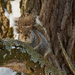 eastern gray squirrel by rminer