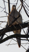 17th Feb 2021 - mourning dove 