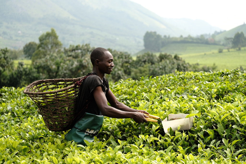 Tea plantation worker  by stefanotrezzi