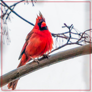 17th Feb 2021 - mr. cardinal