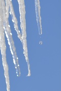 17th Feb 2021 - Melting icicles