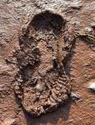 17th Feb 2021 - Muddy footprints 