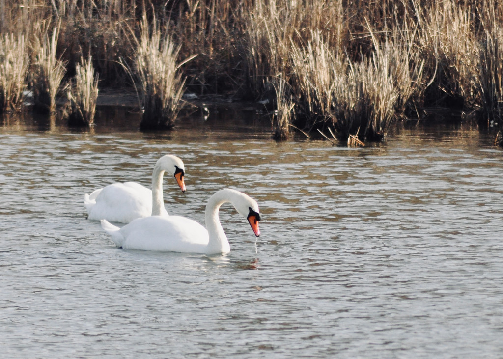 Swans in the Lake by radiodan