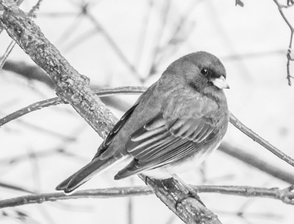 Portrait of a Junco by mzzhope