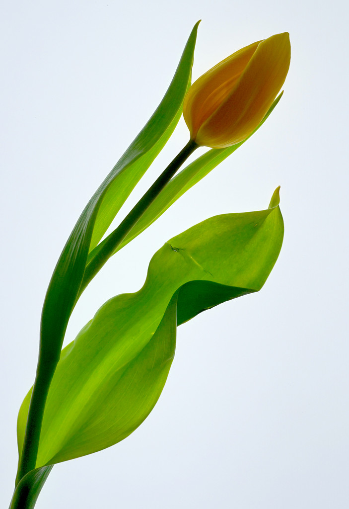 Lightpad Tulip by phil_howcroft
