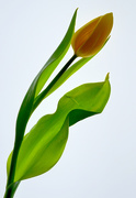 17th Feb 2021 - Lightpad Tulip