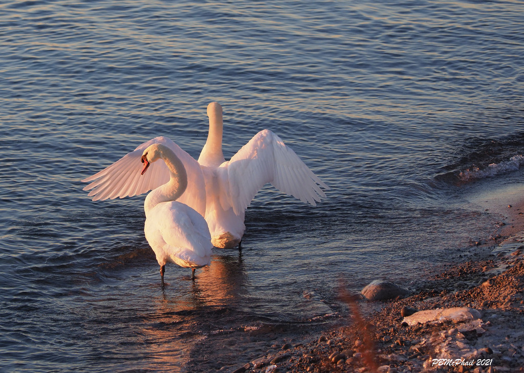 Love in the Air by selkie