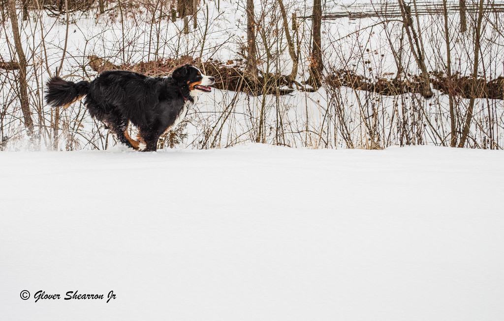 On the Run in Winter Wonderland by ggshearron