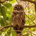 Sleepy Owl! by rickster549