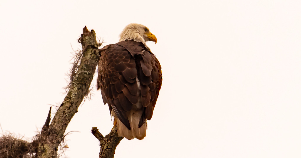 Bald Eagle on it's Perch! by rickster549