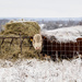 Cow as Snow Blanket by kareenking