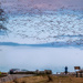 Snow geese on the wing by cdcook48