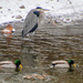 Blue Heron and Mallards by kareenking