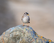 17th Feb 2021 - White-crowned Sparrow