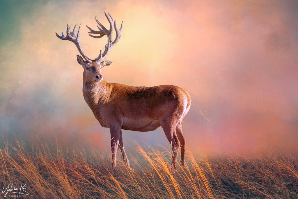 Another Stag by yorkshirekiwi