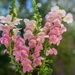 snap dragons from the bouquet by ludwigsdiana
