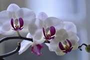 18th Feb 2021 - Orchid 