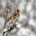 Goldfinch  by shepherdmanswife