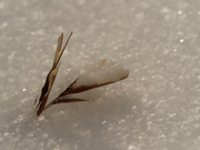 18th Feb 2021 - maple seed in the snow
