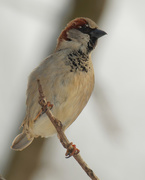 18th Feb 2021 - male house sparrow