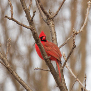 18th Feb 2021 - northern cardinal
