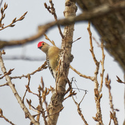 18th Feb 2021 - red-bellied woodpecker