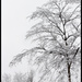 Tree with snow by mittens