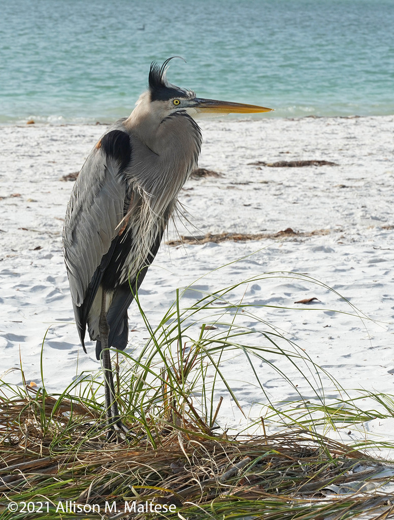 Great Blue Heron by falcon11