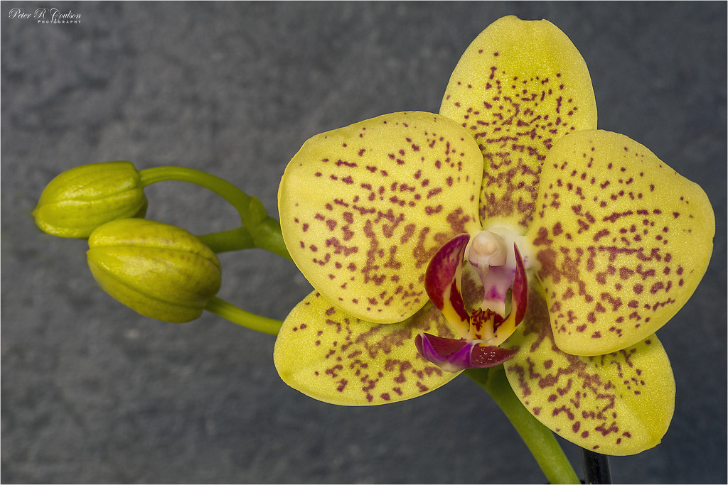 Another Orchid by pcoulson