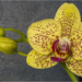 Another Orchid by pcoulson