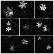 18th Feb 2021 - Snowflakes