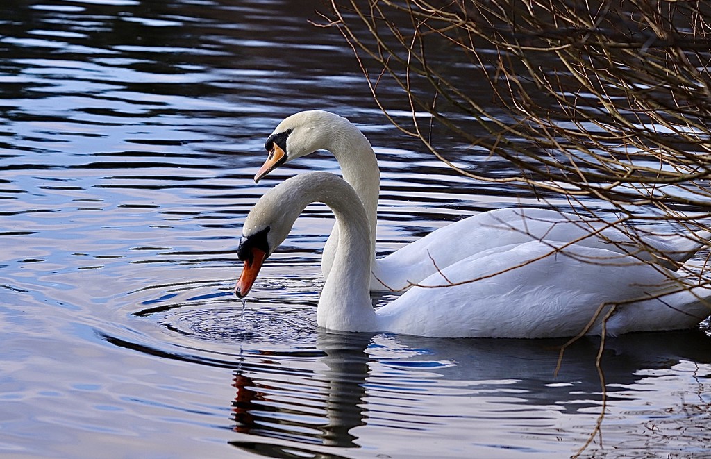 Swan Duo by carole_sandford