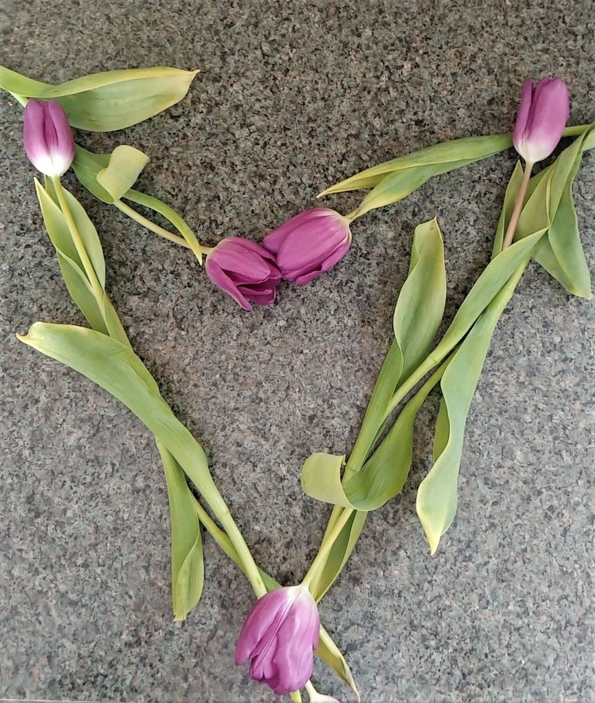 Tulip Heart by jo38