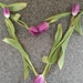 Tulip Heart by jo38